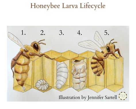 Bee Life Cycle, Backyard Bee, Bee Activities, Garden Deco, Garden Art Projects, Bee Crafts, Late Spring, Homeschool Science, Baby Bee