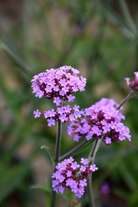 Lollipop Verbena, Verbena Lollipop, Lollipop Plant, Pastel Plants, Side Garage, Verbena Bonariensis, Plants Landscape, Texas Native Plants, Fuchsia Flower