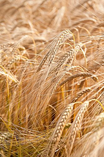 Barley field | Flickr - Photo Sharing! Recipes Chili, Pasta Bread, Cake Pizza, Pizza Sandwich, Breakfast Bread, Fields Of Gold, Pizza Food, Food Breakfast, Wheat Fields