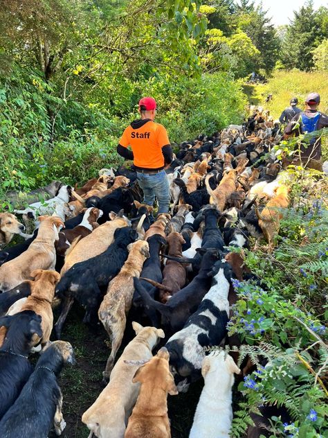 Dog Rescue In Mountains Lets Visitors Hike Around With Hundreds Of Dogs - The Dodo Costa Rica Animal Sanctuary, Dog Sanctuary Ideas Animal Rescue, Rescuing Dogs, Pet Sanctuary, Costa Rica Animals, Animal Rescue Ideas, Dog Sanctuary, Rescuing Animals, Rescue Dogs For Adoption