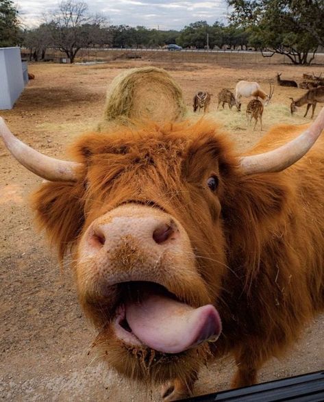 Highland Cow Pictures, Cow Print Wallpaper, Longhorn Cow, Mini Cows, Make Funny Faces, Baby Farm Animals, Fluffy Cows, Cow Pictures