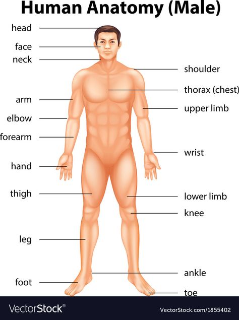 Human Body Name, Body Anatomy Organs, Man Body Parts, Human Body Diagram, Body Name, Anatomy Organs, Human Body Structure, Human Body Organs, Body Part Drawing