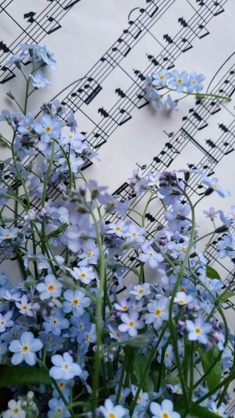 Forget Me Not Flowers, July 28, Forget Me Not, In The Dark, Home Ideas, Blue Flowers, Music, Flowers, Wall