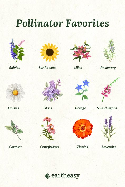 Pollinator Landscaping, Flowers That Attract Pollinators, Pollinator Flowers, Pollinator Garden Design, Cedar Raised Garden Beds, Cedar Planter Box, Cedar Garden, Pollinator Plants, Bees And Butterflies