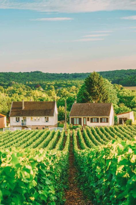 9 Beautiful Wine Regions In France You Need To Holiday In (6) Bucket List Europe, Village Background, Seine River Cruise, Countryside Village, Regions Of France, Green Grape, Seine River, Best Wine, Visit France