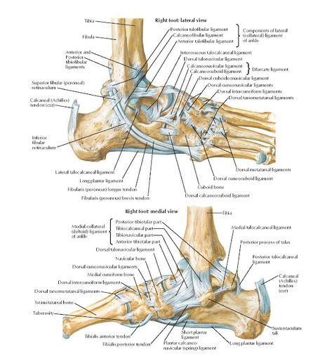 Ligaments and Tendons of Ankle Anatomy   Posterior talofibular ligament, Calcaneofibular ligament, Anterior talofibular ligament, Compone... Ankle Anatomy, Peroneus Longus, Physician Assistant Student, Human Skeleton Anatomy, Physical Therapy Student, Ligaments And Tendons, Reflexology Chart, Anatomy Models, Human Body Anatomy