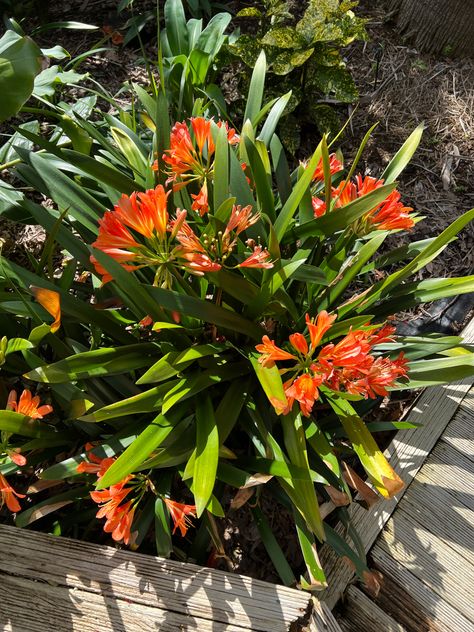 Hardy Tropical Plants Uk, Hot Rio Nights Heliconia, Lily, Plants