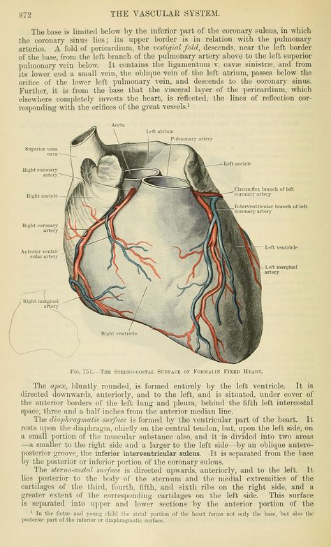 Cunningham's Text-book of anatomy Anatomy Textbook Aesthetic, Anatomy Books Aesthetic, Anatomy Textbook, Daniel Johns, Internet Archive, Anatomy, Illustration Art, Free Download, Gift Ideas