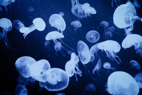 Jellyfish Laptop Background, Pretty Mac Wallpaper, Aesthetic Ocean Laptop Wallpaper, Shark Background Pc, Blue Y2k Wallpaper Ipad, Blue Y2k Laptop Wallpaper, Shark Desktop Wallpaper Aesthetic, Shark Background Wallpapers Laptop, Pc Wallpaper Ocean