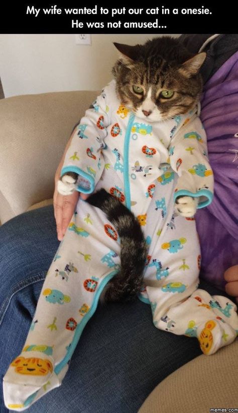 Cat in pajamas Kinds Of Cats, Image Chat, Cats Meow, Funny Animal Pictures, Crazy Cat Lady, Super Funny, Cute Funny Animals, Crazy Cats, Cat Pics