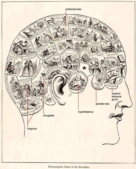 like Phineas Gage, Ethnographic Research, Brain Mapping, Cognitive Science, Have Inspiration, Human Brain, Brain Teasers, Vintage World Maps, Giclee Print