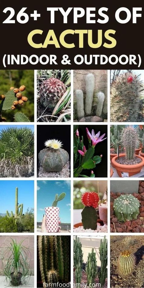 26+ Types Of Cactus With Pictures & Fun Facts (Indoor & Outdoor) Types Of Cactus, Big Cactus Plants Outdoor, Different Types Of Cactus, Cactus Identification, Types Of Cactus Plants Names, Cactus Facts, Types Of Cactus Plants, Indoor Cactus Plants, Cactus Names