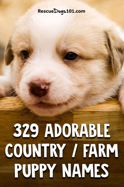 Farm Dog Names, Southern Dog Names, Puppy Names Unique, Boy Puppy Names, Country Dog Names, Girl Dog Names Unique, Pet Names For Dogs, Puppies Names Female, Farm Names