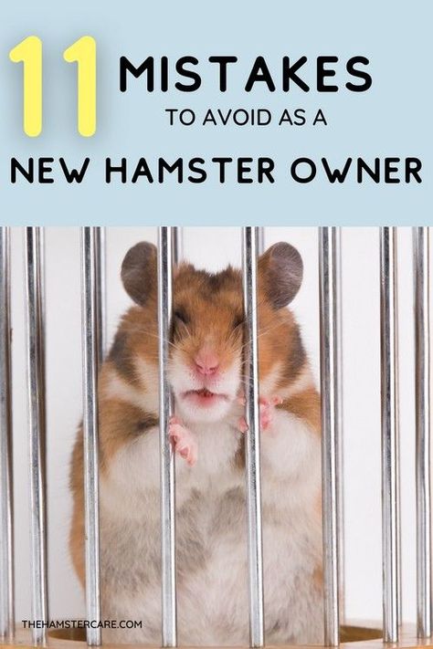 Best Hamster Cage Ideas, Hamster Bedding Diy, Home Made Hamster Cage, Hamster Habitat Ideas, Hamster Home Diy, Robo Hamster Cage Ideas, Hamster Cage Ideas Syrian, How To Take Care Of A Hamster, Teddy Bear Hamster Cage Ideas