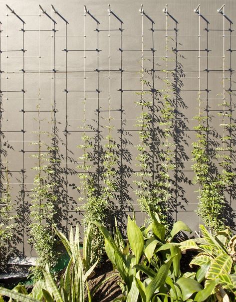 Gallery of Creating Vertical Gardens and Green Facades with Steel Cables - 3 Trellis Wall, Trellis System, Wire Trellis, Wall Trellis, Garden Wall Designs, Modern Trellis, Vertical Vegetable Garden, Green Facade, Vertical Garden Wall