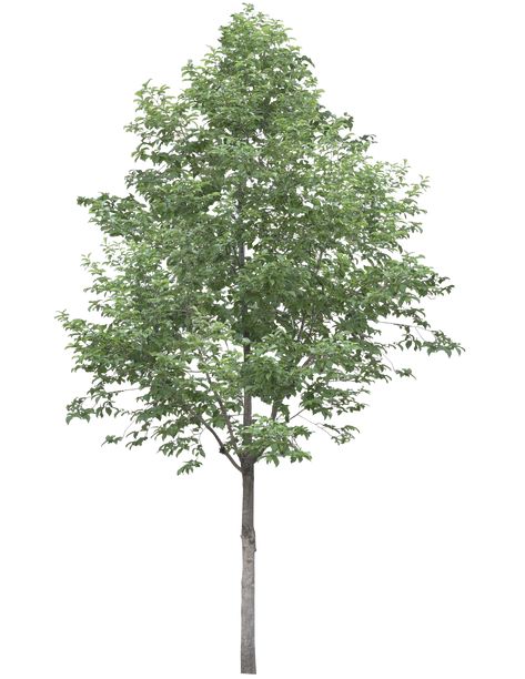 Trees Architecture Photoshop, Tree Elevation Architecture Photoshop, Trees For Photoshop Architecture, Architecture Tree Png, Trees Photoshop Architecture, Tree Rendering Architecture, Tree Elevation Architecture, Tree Photoshop Architecture, Tree Png Photoshop