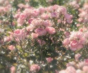 it was a summer pink lemonade kinda day Ethereal Aesthetic, Nothing But Flowers, Princess Aesthetic, Jolie Photo, Nature Aesthetic, Flower Field, Cute Cartoon Wallpapers, My Flower, Pink Aesthetic