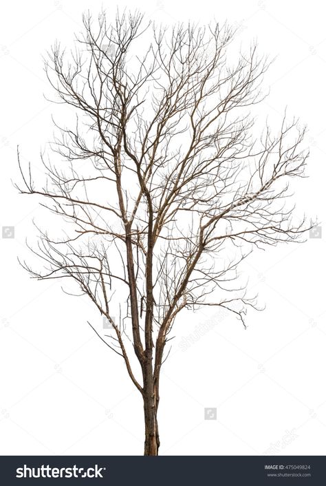 Dead Tree Or Dry Tree Isolated On White Background With Clipping Path.  #tree #dead #dry #isolate #isolated #nature #white #background #wood #art #line Trees Art Drawing, Dried Tree Branches, Tree Branch Tattoo, Grass Silhouette, Tree Photoshop, Tree Outline, Dry Tree, Branch Tattoo, Tree Beautiful