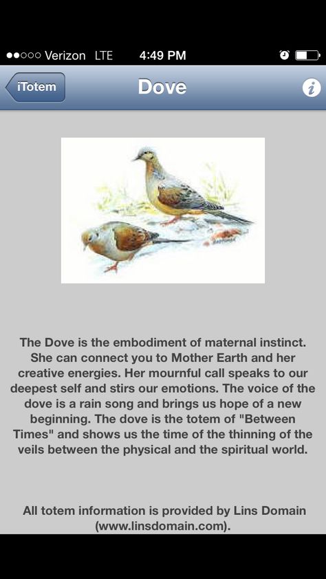 Dove Feather Meaning, Dove Spirit Animal, Dove Symbolism Meaning, Morning Dove Spiritual Meaning, Dove Spirit Animal Meaning, Morning Dove Meaning, Dove Spiritual Meaning, Morning Dove Tattoo, Dove Symbolism