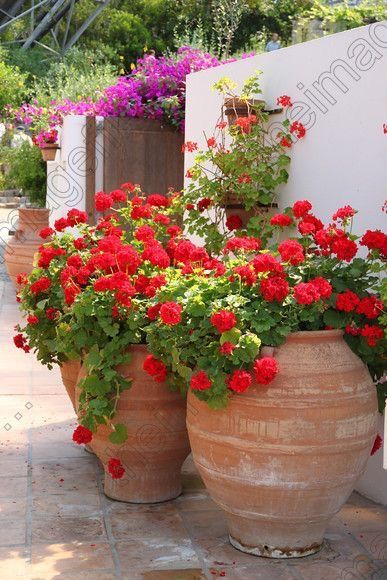 Mediterranean Garden Design, Geraniums Red, Garden Containers, The Secret Garden, Mediterranean Garden, White Wall, Container Plants, Front Garden, Clay Pots