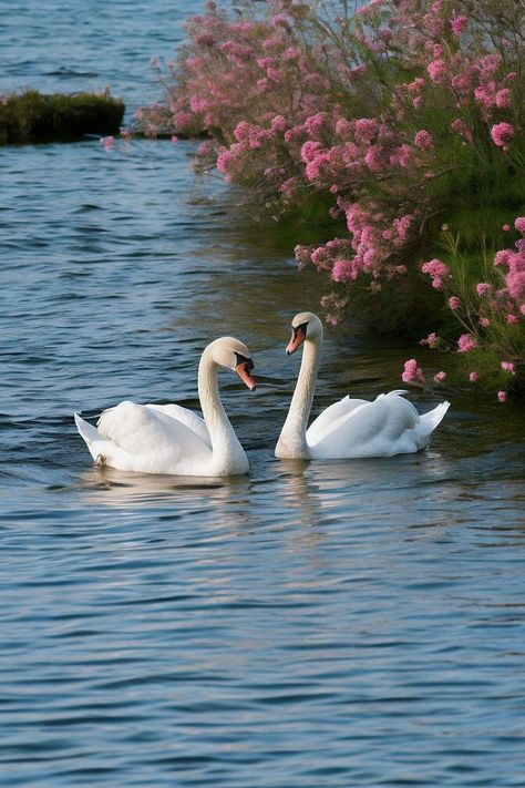 Swan Pond, Swan Sculpture, Swan Pictures, Swan Wallpaper, Swan Love, Aesthetic Profile Picture Cartoon Soft, Morning Photography, Pond Painting, Garden Animals