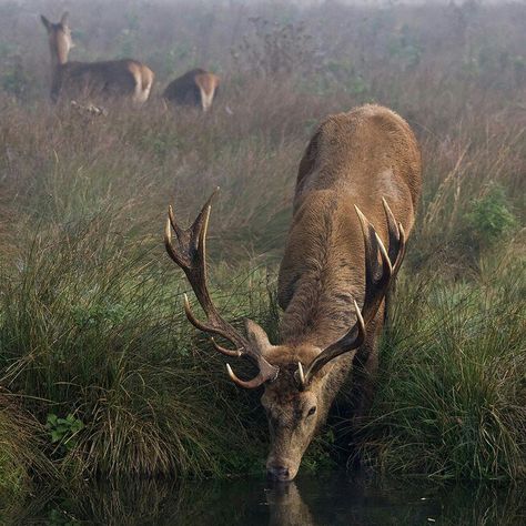 Deer Family, Mule Deer, Red Deer, Manx, Deer Hunting, The Grass, Hunting Fishing, Animals Friends, In The Woods