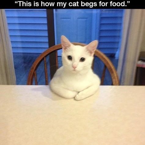 This Cat Doesn't Beg, He Negotiates Funny Cat Memes, Funny Animal Memes, Cat Sitting, Funny Cat Videos, Animal Quotes, Funny Animal Pictures, Crazy Cat Lady, Cat Gif, Animal Memes