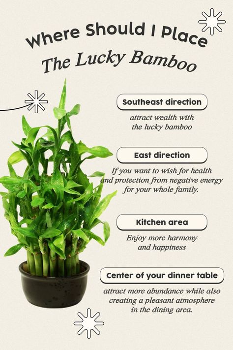 Vastu Tips For Bamboo Plant, Witchy Plants, Feng Shui Plants, Lucky Bamboo Plants, Lucky Plant, Magia Das Ervas, Feng Shui House, Bamboo Plant, Plant Care Houseplant