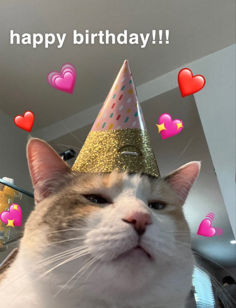 Cat Birthday Wishes, Happy Birthday Animals, Funny Birthday Wishes, Heartfelt Birthday Wishes, Happy Birthday Icons, Happy Birthday Cat, Funny Happy Birthday Wishes, Birthday Icon, Birthday Cartoon