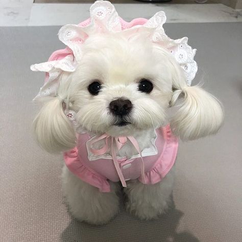 satinangels 💕 Dog Icon, Very Cute Dogs, Really Cute Dogs, Cute Little Puppies, Maltese Puppy, Teacup Puppies, White Dog, Cute Dogs And Puppies