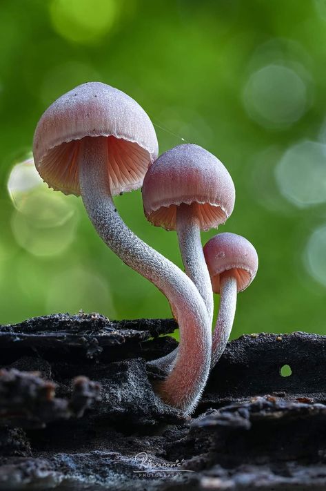 Wild Mushrooms Photography, Mushrooms Photos, Mushroom Project, Mushroom Reference, Object Study, Fungi Photography, Cyanotype Ideas, Mushroom Book, Ancient Woodland