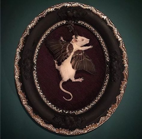 Unicorns and Winged Rats: Look at the World's Weirdest Taxidermy Taxidermy Art Weird, Taxidermy Aesthetic, Damien Hirst Art, Taxidermy Decor, Hirst Arts, Taxidermy Display, Unicorn Wings, Exquisite Corpse, Antique Telephone