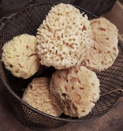 Bathroom Revamp, Natural Sea Sponge, Bath Sponges, Natural Sponge, Pampering Routine, Sea Sponge, Rustic Bathroom Designs, Candles Photography, Rose Absolute