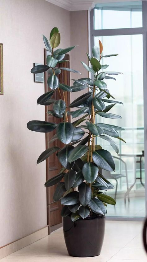 Ficus Rubber Plant, Rubber Plant Care, Best Indoor Trees, Indoor Palm Trees, Low Maintenance Indoor Plants, Rubber Tree Plant, Tall Indoor Plants, Large Indoor Plants, Indoor Tree