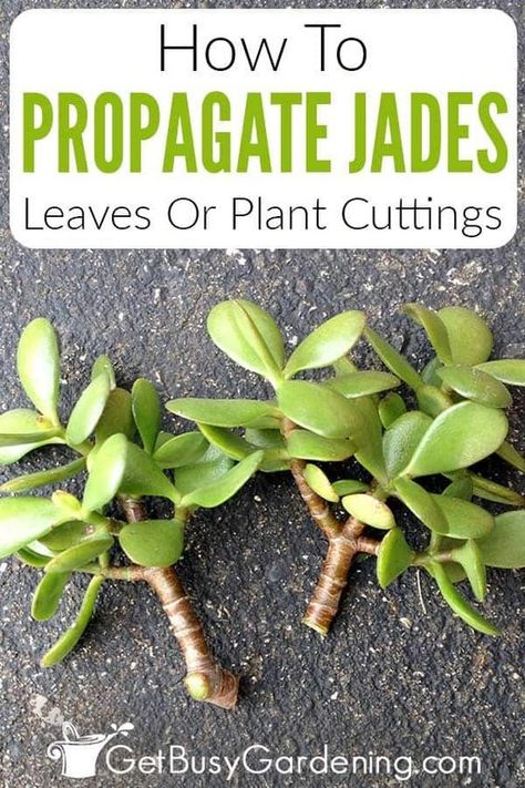 Jade Propagation, Propagating Jade, Jade Plant Pruning, Jade Plant Care, Cheap Plants, Jade Tree, Cream Horns, Herbs Garden, Ikebana Flower