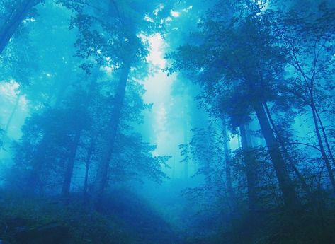 Azure Aesthetics on Instagram: “I’m a ‘blue sky thinker’ and I dream big. > comment a blue emoji 🦋” Whatsapp Plus, Blue Emoji, Light Blue Aesthetic, Foggy Forest, Misty Forest, High Resolution Wallpapers, Blue Forest, Forest Wallpaper, Blue Tree