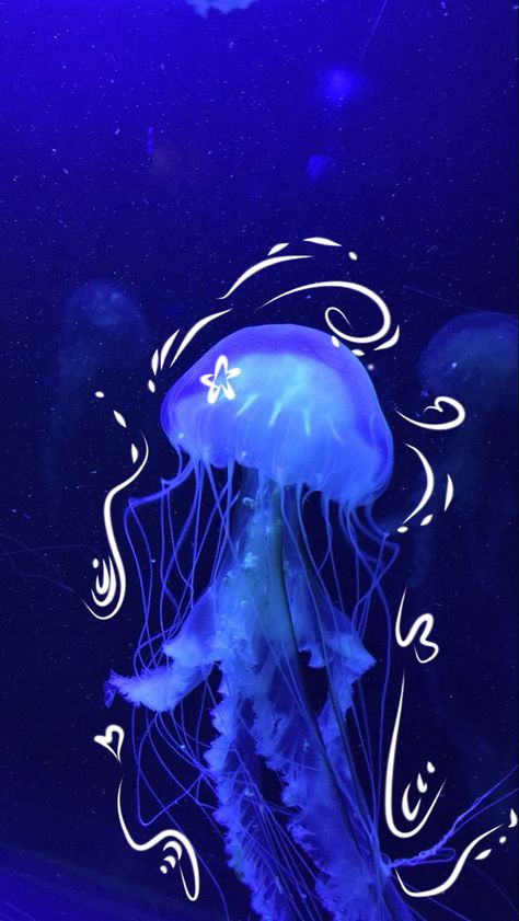 jellyfish sea animal Jellyfish Pictures, Blue Jellyfish, Jellyfish Art, Cocoppa Wallpaper, Beautiful Sea Creatures, Ocean Wallpaper, Iphone Wallpaper Themes, Cool Wallpapers Art, Ocean Creatures