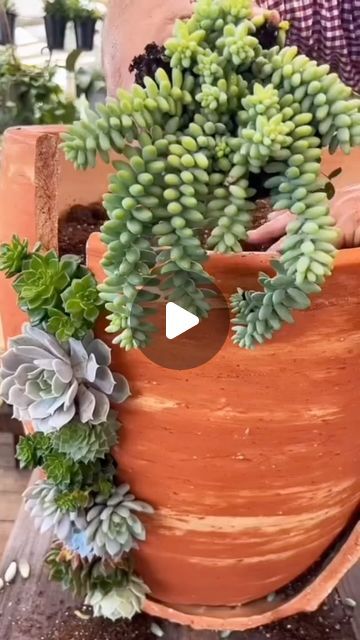 Andrea Hansen on Instagram: "I found my next #succulent project.  Now the question is, do I break a brand new pot? Does anyone in my area has a broken one willing to let go to a good cause?  #gardening #succulents #pnw #pnwwonderland" Broken Pot Succulent Garden, Broken Clay Pots Ideas, Suculents Pot Ideas, Broken Pot Garden, Welcome To The Jungle, Succulent Arrangements, Succulent Plants, Succulents Diy, Good Cause