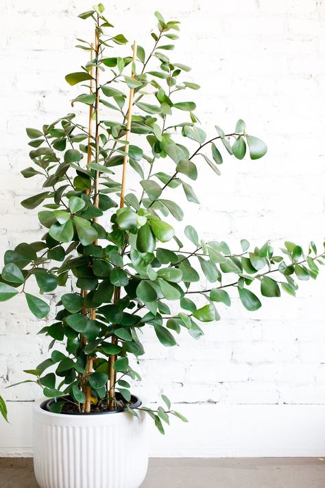 Plant Know-How: Ficus triangularis Ficus Triangularis, Bamboo Stakes, Ficus Tree, Fiddle Leaf, Christmas Cactus, Fiddle Leaf Fig, Pet Safe, Plant Needs, Instagram Icons