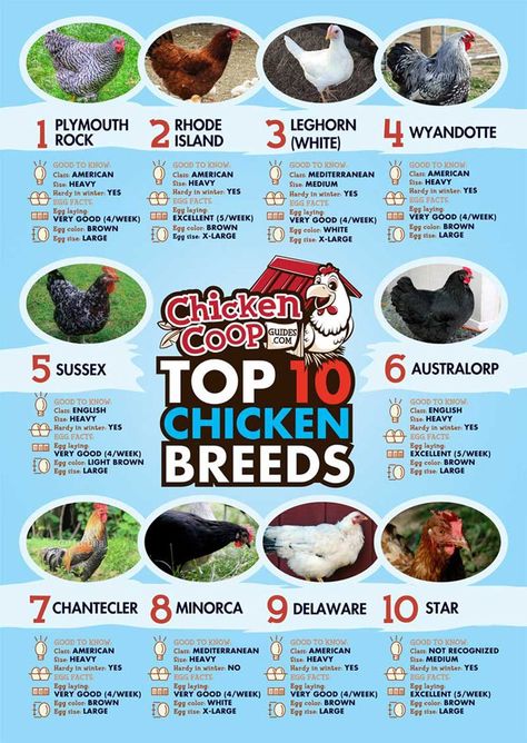 Top 10 Chicken Breeds for Laying Hens, Plus a a Review of Hen House Plans for the Ladies Chicken Types, Laying Chickens Breeds, Best Egg Laying Chickens, Laying Chickens, Egg Laying Chickens, Laying Hens, Raising Backyard Chickens, Keeping Chickens, Building A Chicken Coop