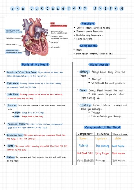 Here are the notes I made for the circulatory system and the heart! Pdhpe Aesthetic, The Heart Notes Anatomy, Biology Circulatory System, Heart Drawing Biology Notes, Heart System Anatomy, Anatomy And Physiology Cardiovascular System, Science Human Body Notes, Cardiovascular System Physiology, Nurse Study Notes Heart