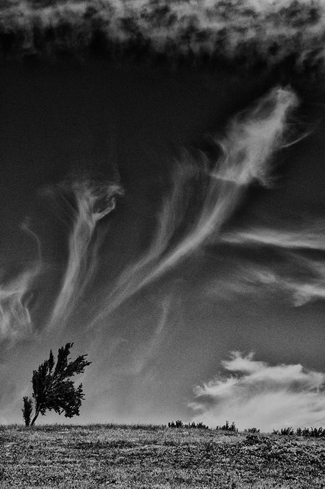 Blowin' In The Wind, Lone Tree, Black And White Photograph, Windy Day, Bohemian Rhapsody, Beautiful Sky, White Photo, Product Photos, Amazing Nature