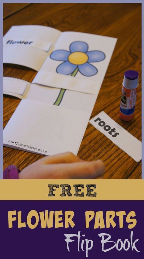 Flower Parts Flip book is a free science printable for kids. Part Of Plants For Kids, Flower Flip Book, Flower Life Cycle, Plants Kindergarten, Flower Parts, Plants Unit, Plant Activities, 1st Grade Science, First Grade Science