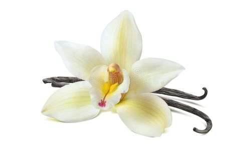 Vanilla flower 2 beans isolated on white background. As package design element , #sponsored, #beans, #isolated, #Vanilla, #flower, #white #ad Vanilla Flower, Vanilla Perfume, Fruit Water, Rose Fragrance, Vanilla Fragrance, Body Powder, Tahiti, Vanilla Bean, Design Element