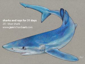 rays | Jen Richards Shark Conservation, Shark Drawing, Shark Art, Blue Shark, White Gel Pen, List Of Artists, Colored Pencil Drawing, Animals Artwork, Ap Art