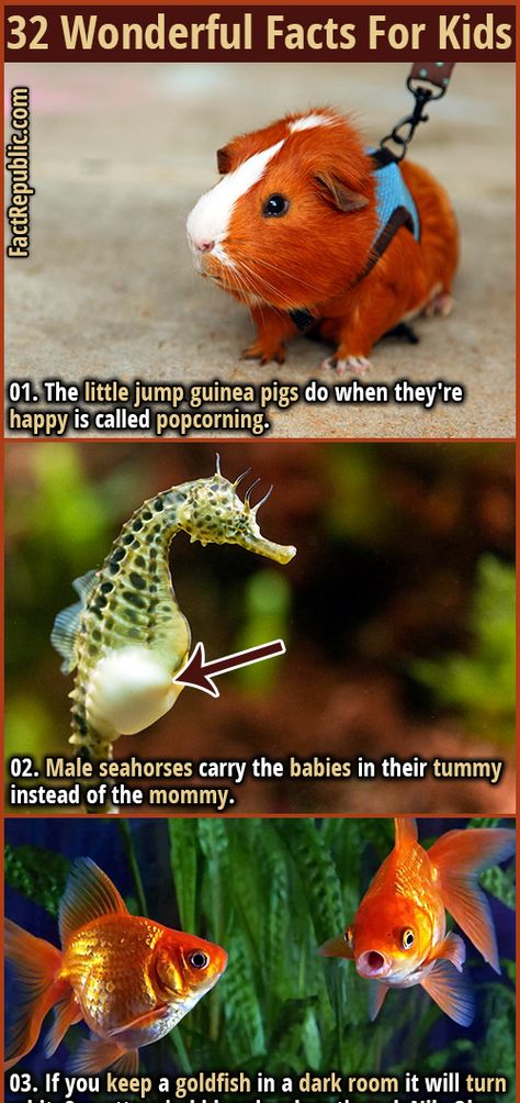 Funny Animal Facts, Kids Facts, Animal Facts Interesting, Animal Facts For Kids, Chicken Facts, Facts About Fish, Random Knowledge, Wierd Facts, Fun Facts For Kids