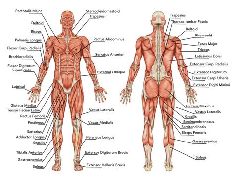 Running is an excellent way to target many different parts of the body all at once. While not considered by most as a muscle-building exercise, it strengthens and tones a wide variety of muscles all through the body. Human Body Muscles, Body Muscle Anatomy, Muscular System Anatomy, Human Muscular System, Human Muscle Anatomy, Muscle System, Full Body Stretch, Man Anatomy, Human Body Anatomy