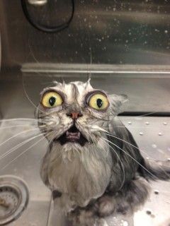 Le chat mouillé sorti du bain Meme Chat, Cat Bath, Wet Cat, Memes Humor, Silly Cats, Funny Animal Pictures, 귀여운 동물, Rottweiler, Crazy Cats