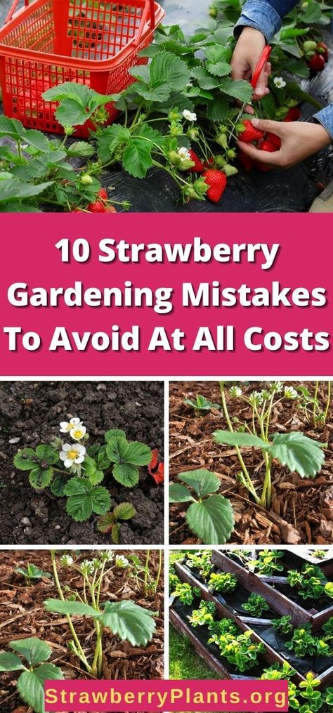 Alpine Strawberries Growing, How To Cover Strawberry Plants, Strawberry Plant Companion, Strawberry Plant Diseases, Everbearing Strawberry Plants, Asparagus And Strawberry Garden, Strawberry Runners Planting, Strawberry Planting Tips, Strawberry Garden Ideas Diy