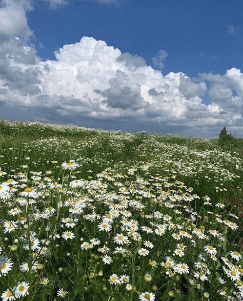 Daisy Field, Pretty Landscapes, Green Landscape, Nature Aesthetic, Flowers Nature, Flower Field, Green Aesthetic, Nature Pictures, A New Day